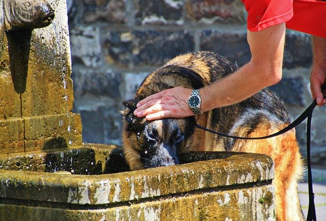 Always make sure your dog has access to water and shade during the summer.