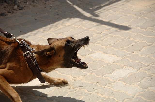 An Aggressive Dog Threatens to Bite