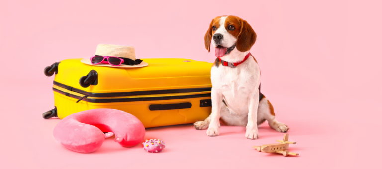 Planning for your Pet when Traveling