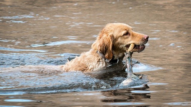 Don’t Let Leptospirosis Ruin The Dog Days of Summer (and Fall!)