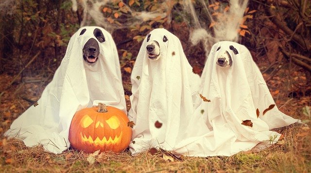 Protect Your Pet from Halloween Dangers