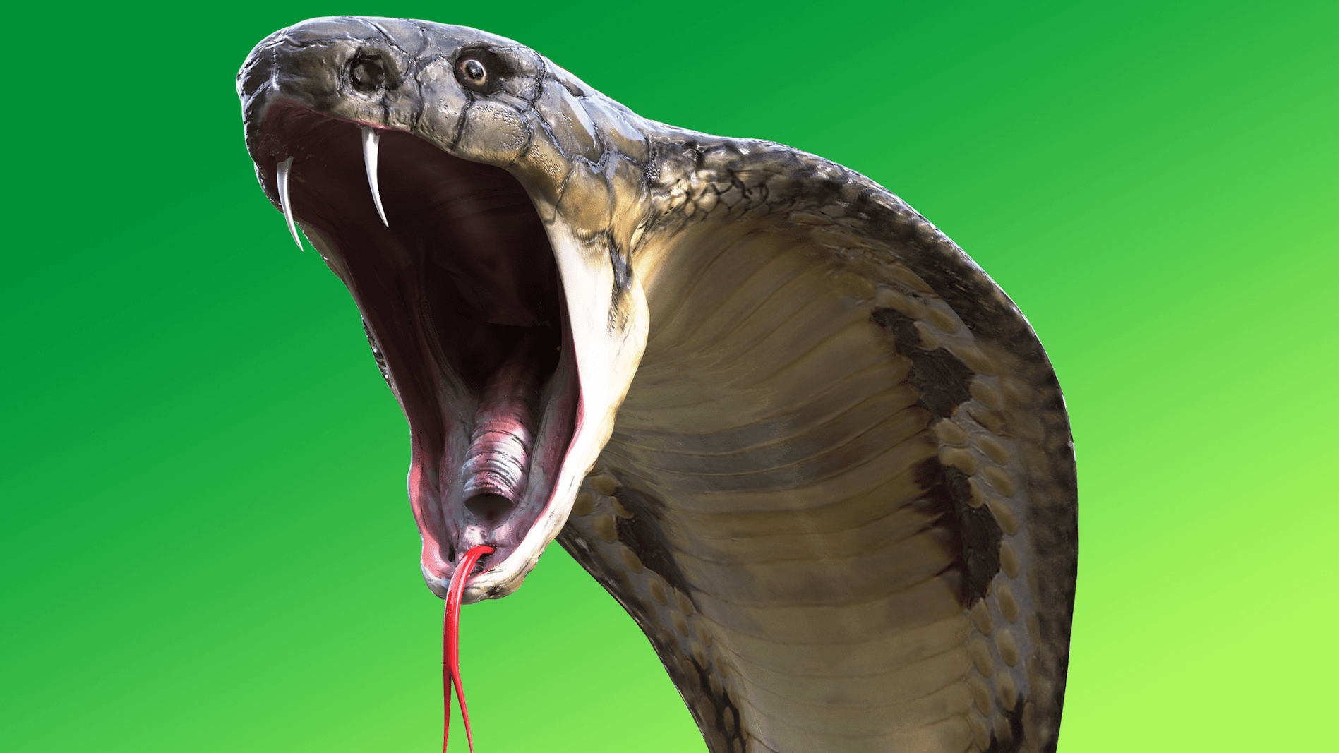 What Types Of Venomous Snakes Should Dog Owners Be Aware Of In Virginia