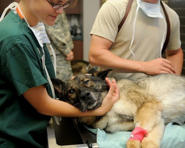 A dog in need of emergency care is being attended to by veterinarians.